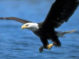 Where Eagles Fly